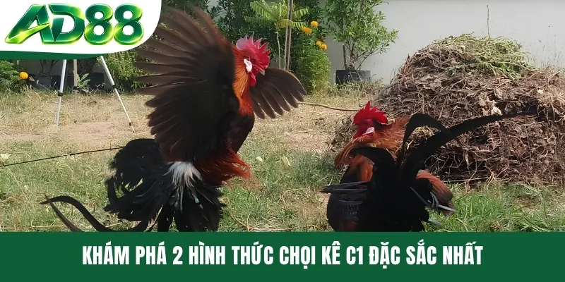 Khám phá 2 hình thức chọi kê C1 đặc sắc nhất Khám phá 2 hình thức chọi kê C1 đặc sắc nhất
