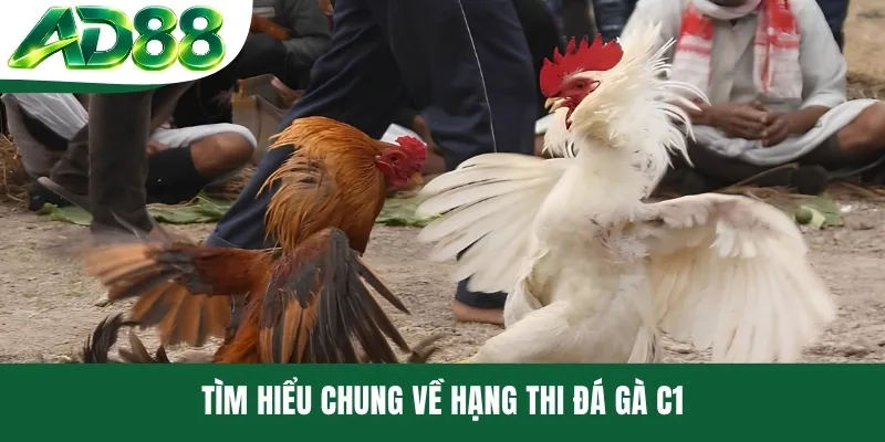 Tìm hiểu chung về hạng thi đá gà C1 Tìm hiểu chung về hạng thi đá gà C1